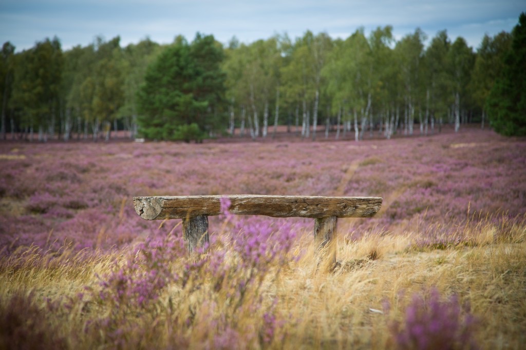 Wooden bench in blooming heather