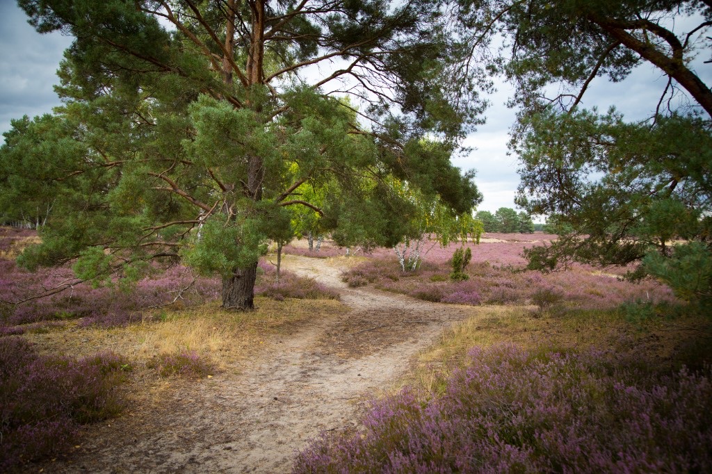 Forked sandy path through purple heather and pines