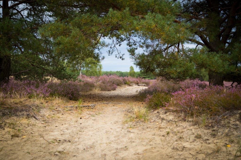 Sandy path through blooming heather in the Nemitzer Heide